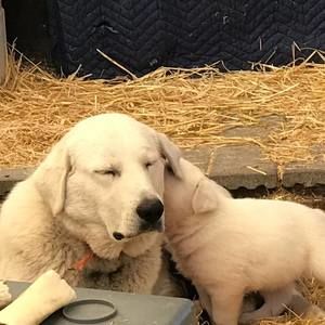 Meet your Posher, Kris